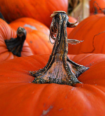 pumpkins http://www.flickr.com/photos/darwinbell/1723126935/