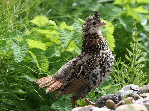 ruffed_grouse ruffed_grouse
