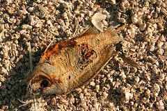 Desert Beach