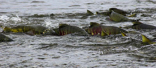 salmon run