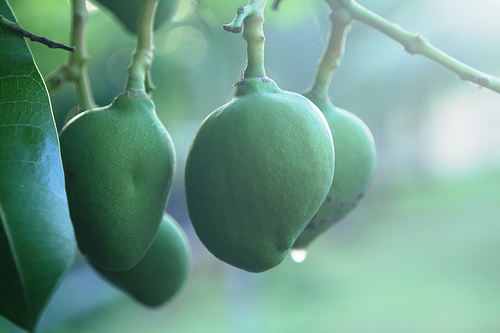 green mangos