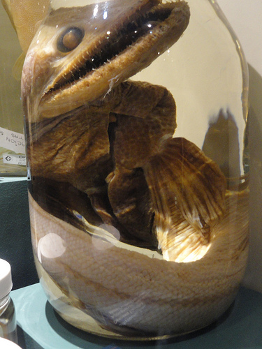 eel